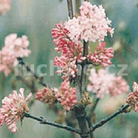 kalina Dawn - Viburnum  bodnantense Dawn