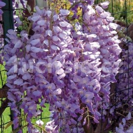 wistrie nsk Prolific - Wisteria sinensis Prolific