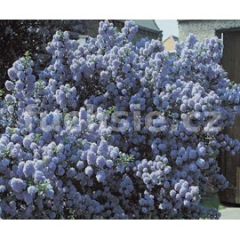 Latnatec Concha - Ceanothus Concha