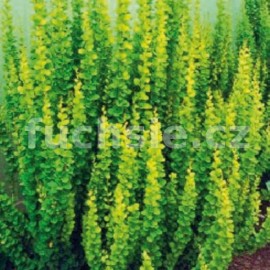dil Thunbergv Erecta - Berberis thunbergii Erecta
