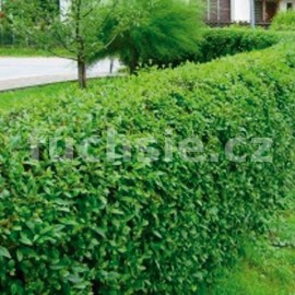 pta zob vejitolist Aureum - Ligustrum ovalifolium Aureum