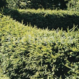 zeravec vchodn Elegantissima - Thuja orientalis Elegantissima