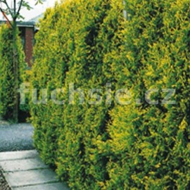 cipiovec Leylandv Castlewellan Gold - Cupressus  leylandii Castlewellan Gold