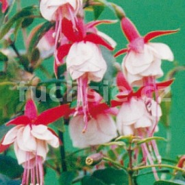 fuchsie Patio Princess - Fuchsia Patio Princess