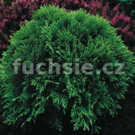 zerav zpadn Brabant - Thuja occidentalis Brabant