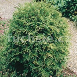 zerav zpadn Brabant - Thuja occidentalis Brabant