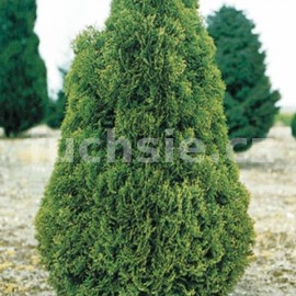 zerav zpadn Brabant - Thuja occidentalis Brabant