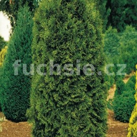 zerav zpadn Brabant - Thuja occidentalis Brabant