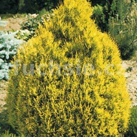 zerav zpadn Brabant - Thuja occidentalis Brabant
