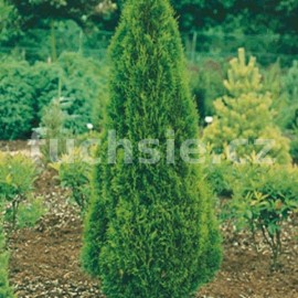 zerav zpadn Brabant - Thuja occidentalis Brabant
