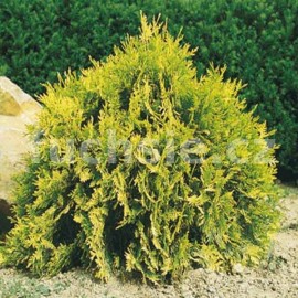 zerav zpadn Brabant - Thuja occidentalis Brabant