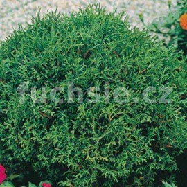zerav zpadn Brabant - Thuja occidentalis Brabant
