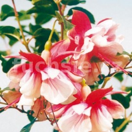 fuchsie Tausendschon - Fuchsia Tausendschon