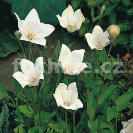 boubelka velkokvt - Platycodon grandiflorus