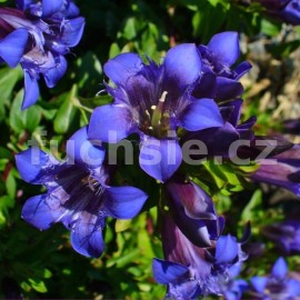 hoec - Gentiana septemfida