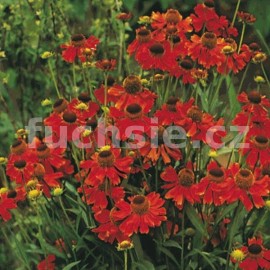 zplevk podzimn - Helenium autumnale