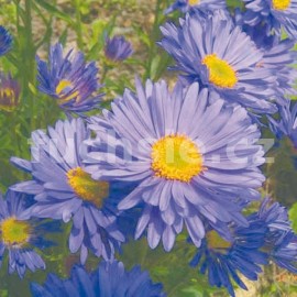 hvzdnice alpsk - Aster alpinus