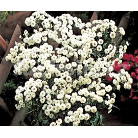 ebek bertrm - Achillea ptarmica