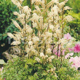 Aruncus dioicus var. Aethusifolius - Aruncus dioicus var. aethusifolius