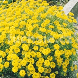 tainka horsk - Alyssum montanum