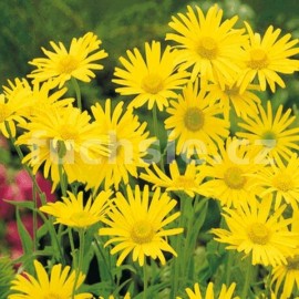 kamzink kavkazsk Magificum - Doronicum orientale Magificum