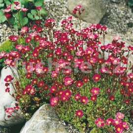 lomikmen Arendsv - Saxifraga  arendsii