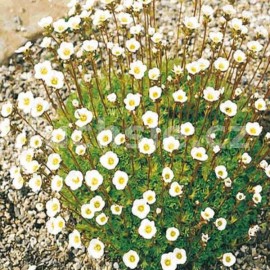 lomikmen Arendsv - Saxifraga  arendsii