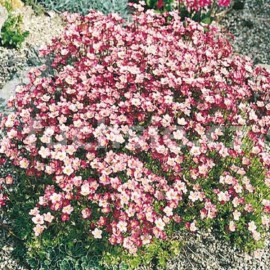 lomikmen Arendsv - Saxifraga  arendsii