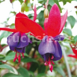 fuchsie Reverie - Fuchsia Reverie