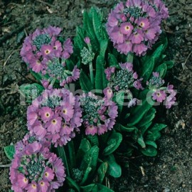 prvosenka zoubkat Lilac - Primula denticulata Lilac