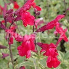 alvj Caramba - Salvia microphylla Caramba