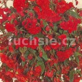 begnie hlznat Chanson erven - Begonia  tuberhybrida Chanson erven