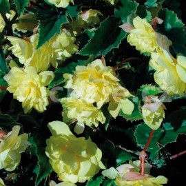 begnie hlznat Chanson erven - Begonia  tuberhybrida Chanson erven