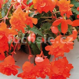 begnie hlznat Chanson erven - Begonia  tuberhybrida Chanson erven