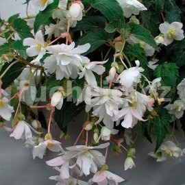 begnie hlznat Chanson erven - Begonia  tuberhybrida Chanson erven