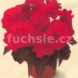 begnie hlznat velkokvt erven - Begonia  tuberhybrida velkokvt erven