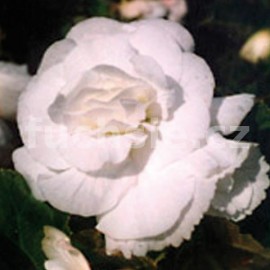 begnie hlznat velkokvt erven - Begonia  tuberhybrida velkokvt erven