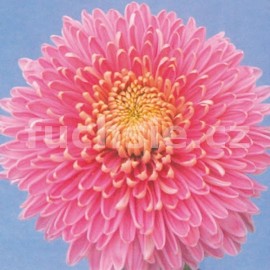 listopadka Hazel Zwager - Chrysanthemum Hazel Zwager