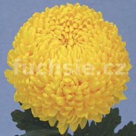 listopadka Creamist - Chrysanthemum Creamist