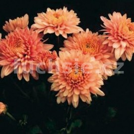 listopadka Gompie - Chrysanthemum Gompie