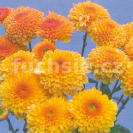listopadka Bella Gold - Chrysanthemum Bella Gold
