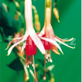 fuchsie Nina Wills - Fuchsia Nina Wills