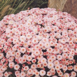 chryzantma Multiflora - Chrysanthemum Multiflora