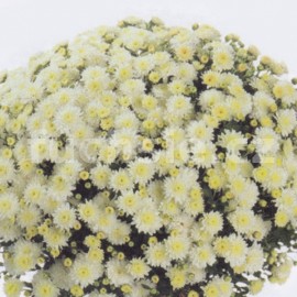 chryzantma Multiflora Jitka - Chrysanthemum Multiflora Jitka