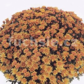chryzantma Multiflora - Chrysanthemum Multiflora