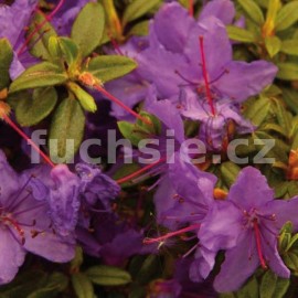 Pnink Roland - Rhododendron Roland