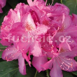 pnink americk Grand - Rhododendron catawbiense Grand