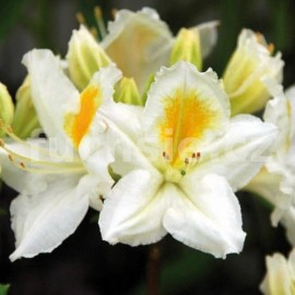 pnink americk Grand - Rhododendron catawbiense Grand