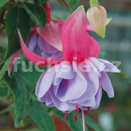 fuchsie Tuonela - Fuchsia Tuonela