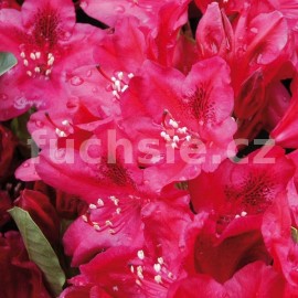 Pnink Nova Zembla - Rhododendron Nova Zembla